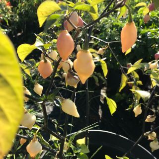 Popojedeme🌶🔥🔥🌶🌶🔥https://www.woch.cz/cerstve-chilli-papricky/