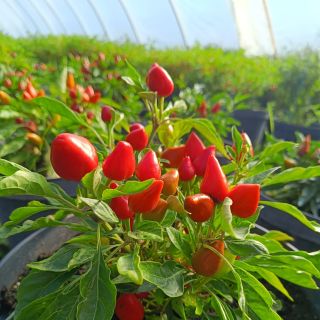 Že vás přijede tolik (i v tak omezeném režimu, jaký byl na těchto Vratech), je fascinující. Bylo to o velké snaze...